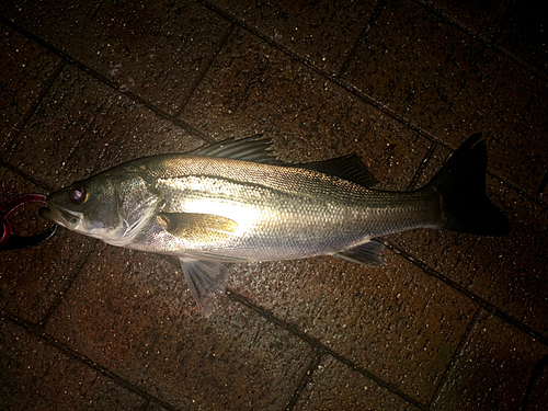 フッコ（マルスズキ）の釣果