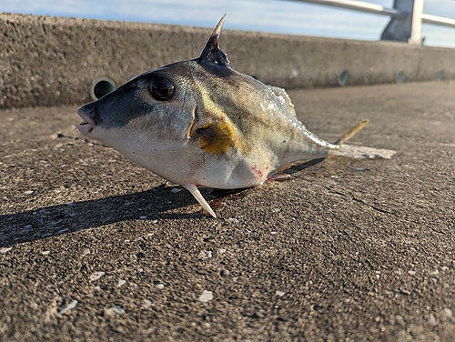 ギマの釣果