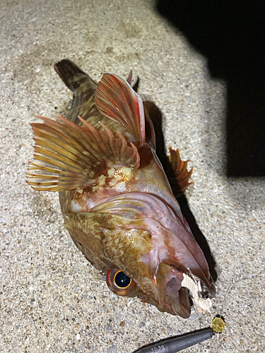 カサゴの釣果