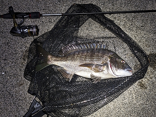 チヌの釣果