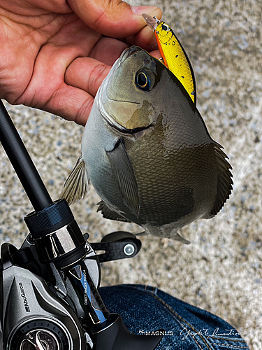 メジナの釣果