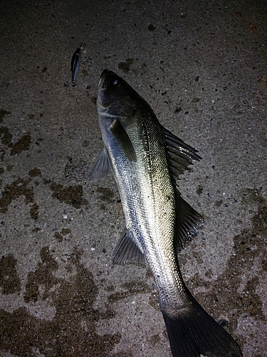 シーバスの釣果