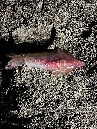 シロイカの釣果