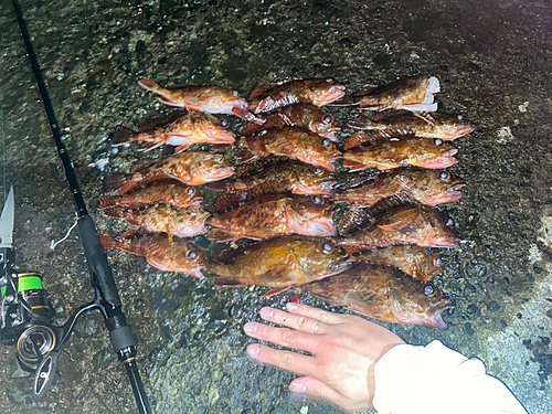 カサゴの釣果