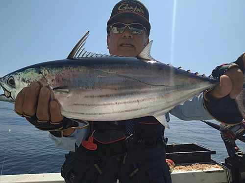 カツオの釣果