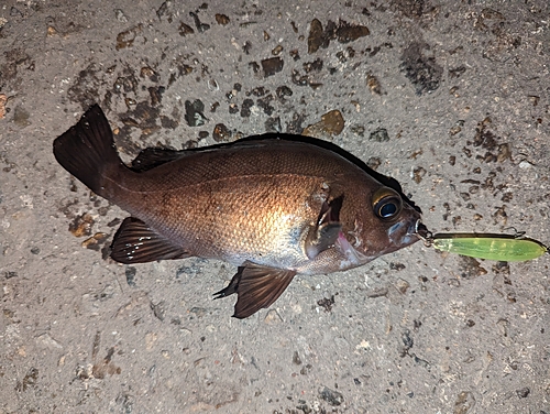 アカメバルの釣果