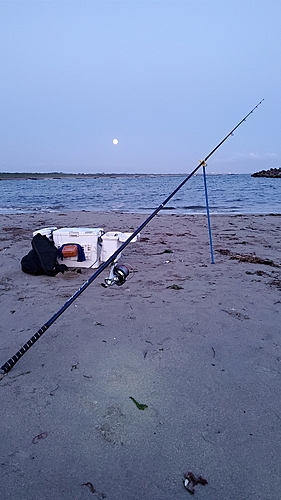 キスの釣果