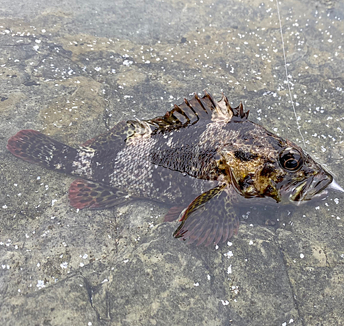 ムラソイの釣果