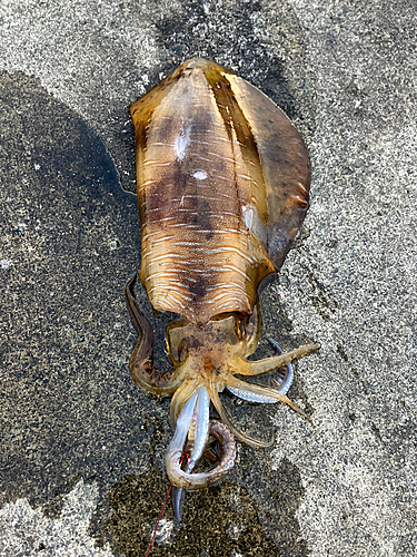 アオリイカの釣果