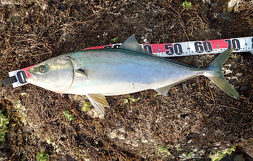 ハマチの釣果