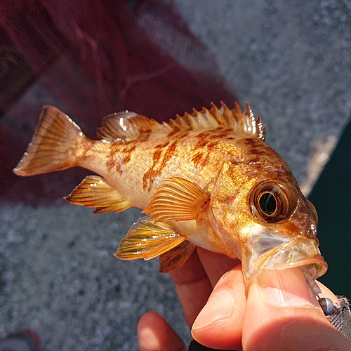 メバルの釣果