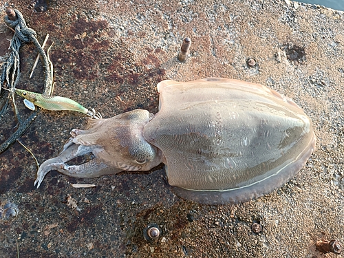 コウイカの釣果