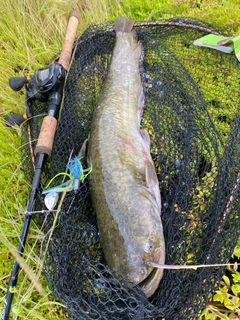 ナマズの釣果