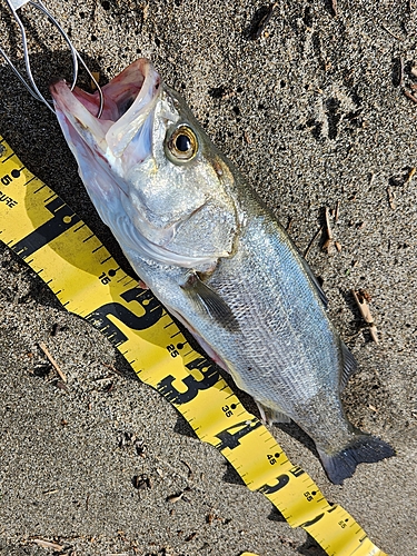 スズキの釣果