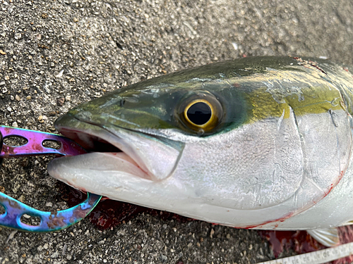 ハマチの釣果