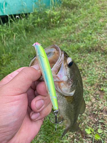 ブラックバスの釣果