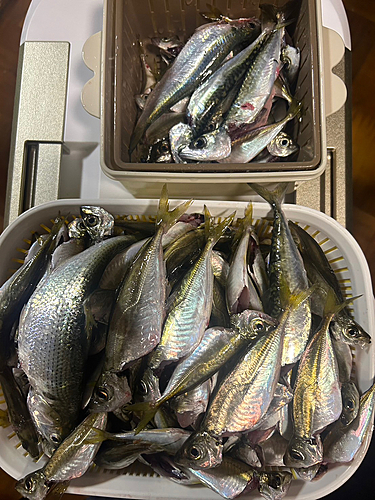 アジの釣果