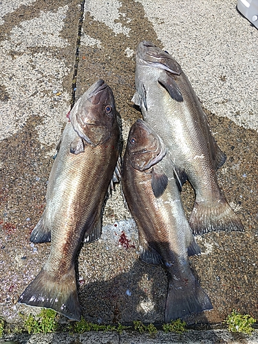 オオクチイシナギの釣果