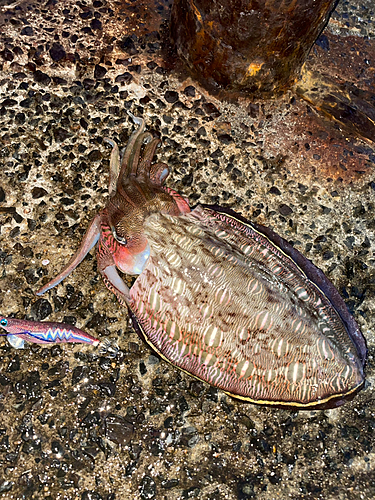 モンゴウイカの釣果