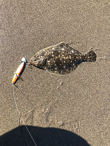 ソゲの釣果