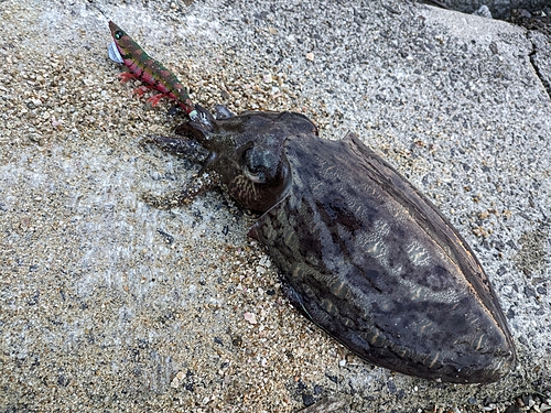 コウイカの釣果