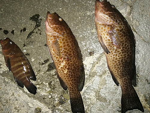 オオモンハタの釣果