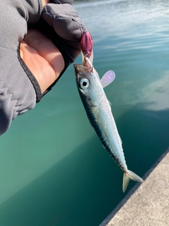 サバの釣果