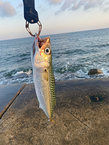 サバの釣果