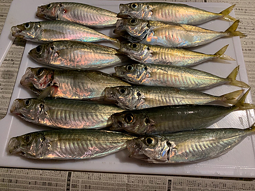 アジの釣果