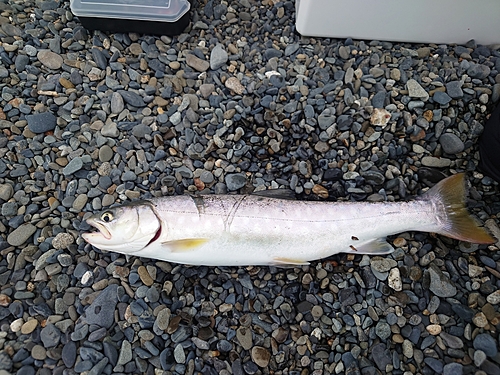 アイナメの釣果