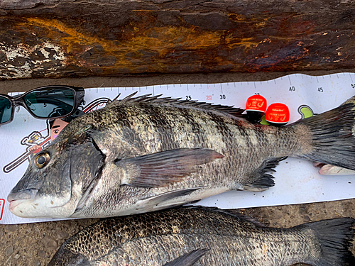 チヌの釣果