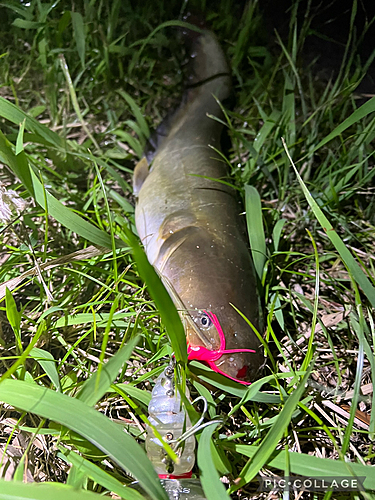 マナマズの釣果