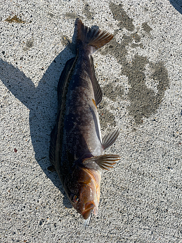 アイナメの釣果