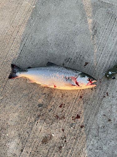 サクラマスの釣果