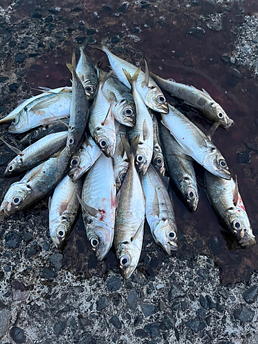 アジの釣果