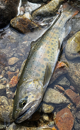 ヤマメの釣果