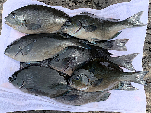 オナガグレの釣果