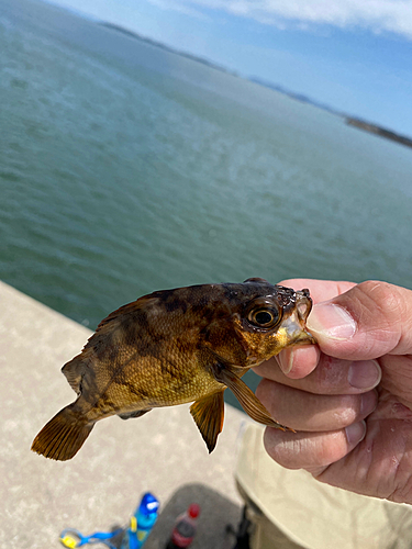 メバルの釣果