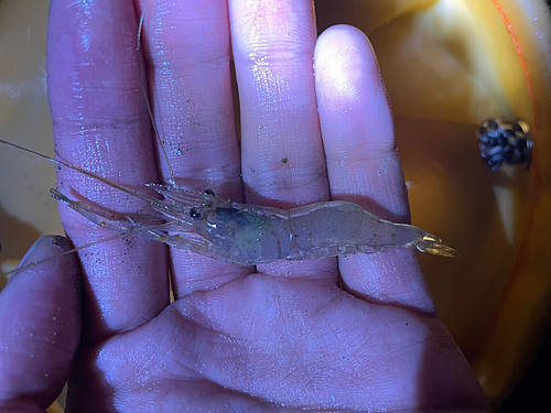 テナガエビの釣果