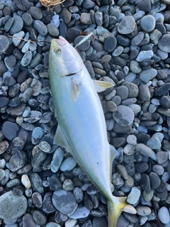 イナダの釣果