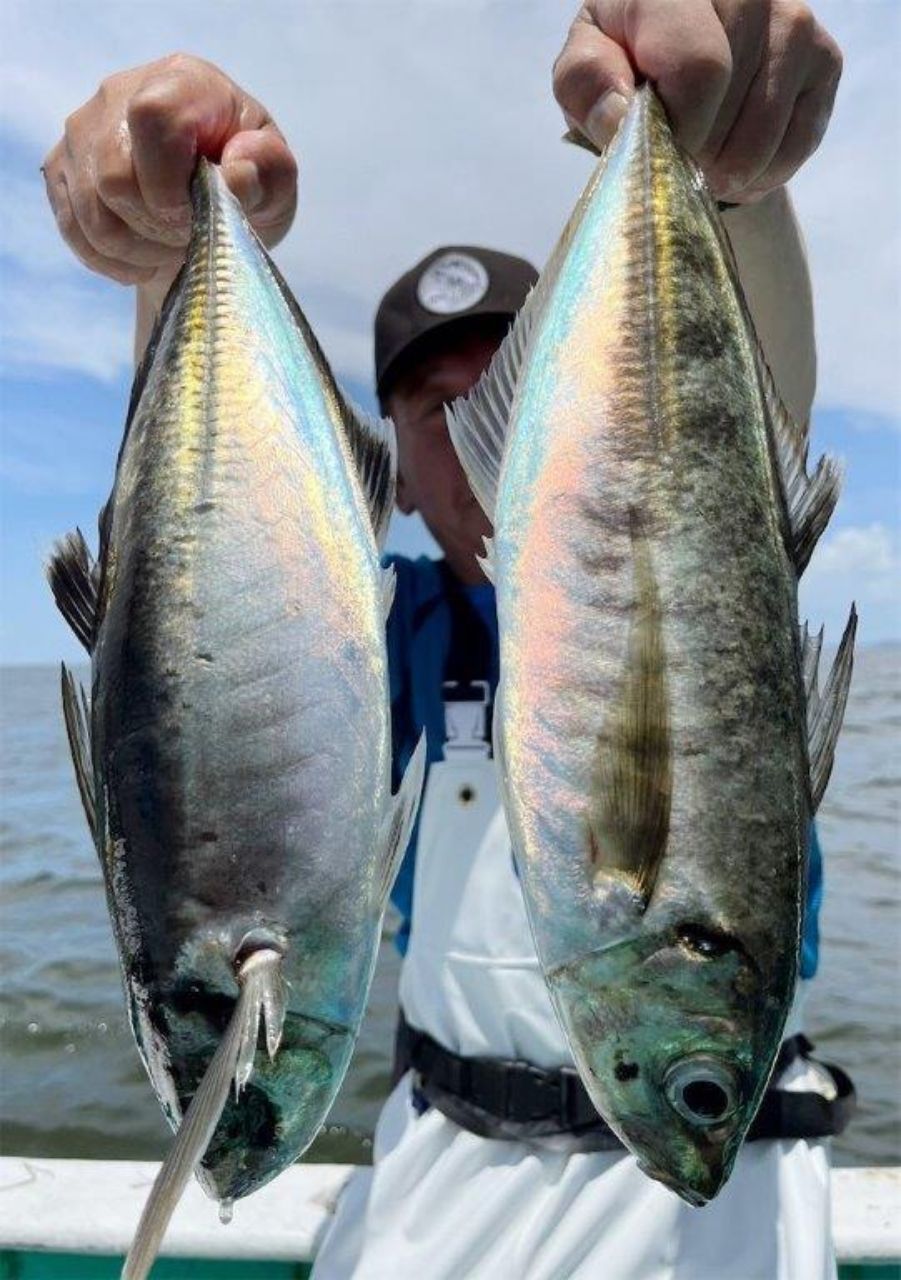 齋藤 兼司さんの釣果 2枚目の画像