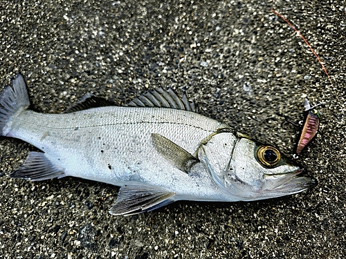 セイゴ（ヒラスズキ）の釣果