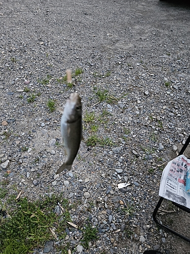 ウグイの釣果