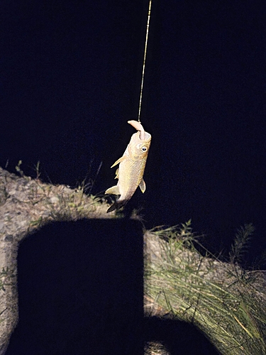 カワムツの釣果