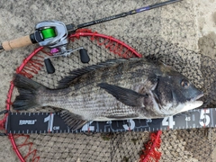 クロダイの釣果