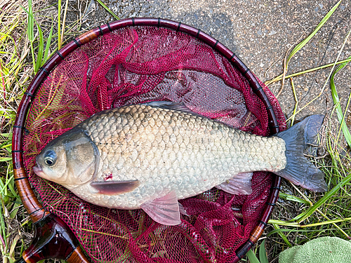 ヘラブナの釣果