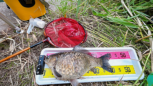 マブナの釣果