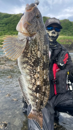 アイナメの釣果