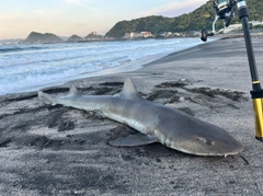 ドチザメの釣果