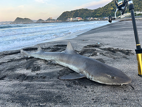 ドチザメの釣果